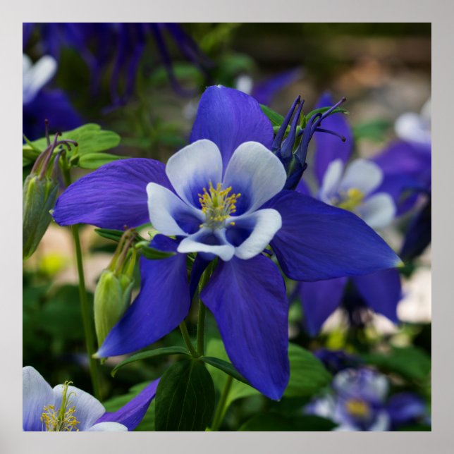 Poster Colorado Blue (Frente)