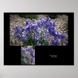 Poster Colorado Columbine Bloom Smile Wall Art de Stan G