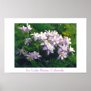Poster COLORado Columbines