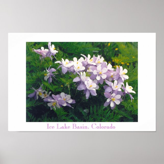 Poster COLORado Columbines (Frente)