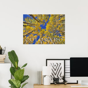 Poster Colorado Outono   Floresta de Aspen no Outono