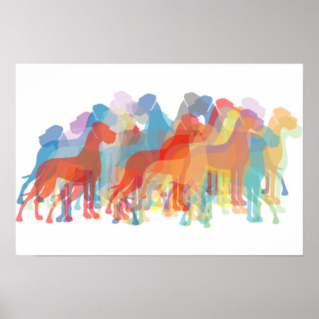 Pôster Colored Danes (Frente)