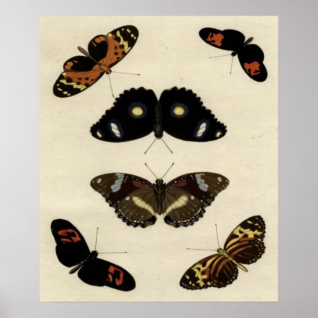 Pôster Colorful Butterfly Medley on Cream Background (Frente)