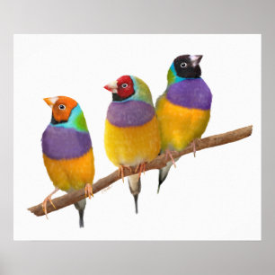 Pôster Colorful Gouldian Finches in Pastels