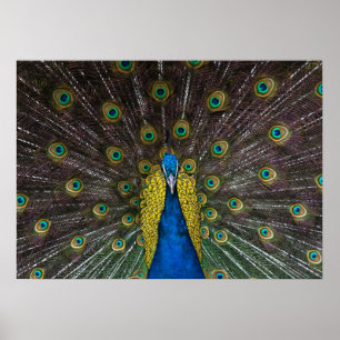 Poster Colorful Indian peacock tail feathers open front