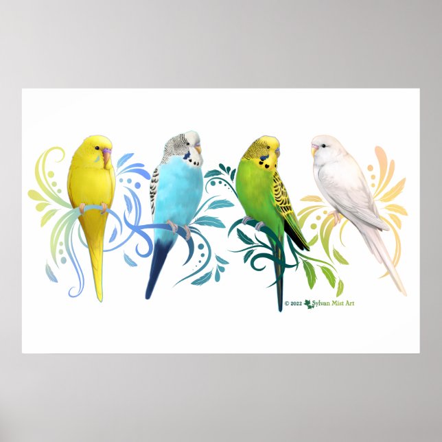 Poster Colorful Parakeets (Frente)
