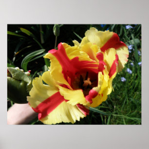 Pôster Colorful Tulip Macro Print