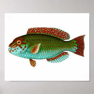 Poster Colorful Vintage Fish