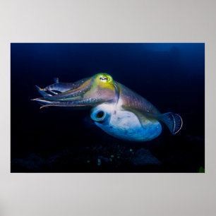Poster Colorida Cuttlefish