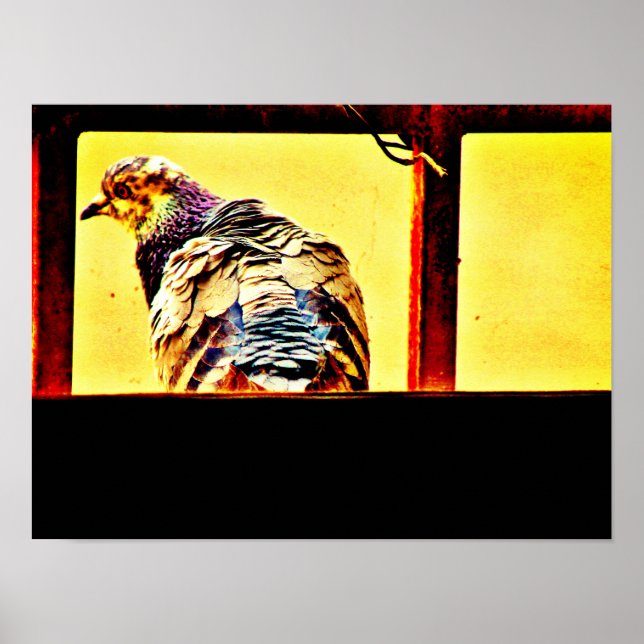 Poster Colorida Pombo (Frente)