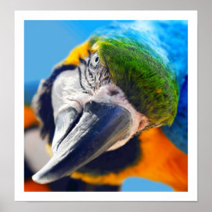 Poster colorido curioso do Macaw