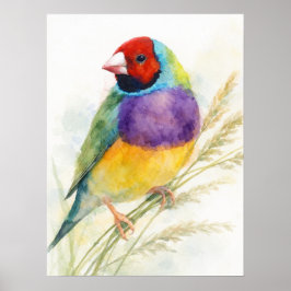 Poster Colorido Tentilhões Gouldian Empoleirado