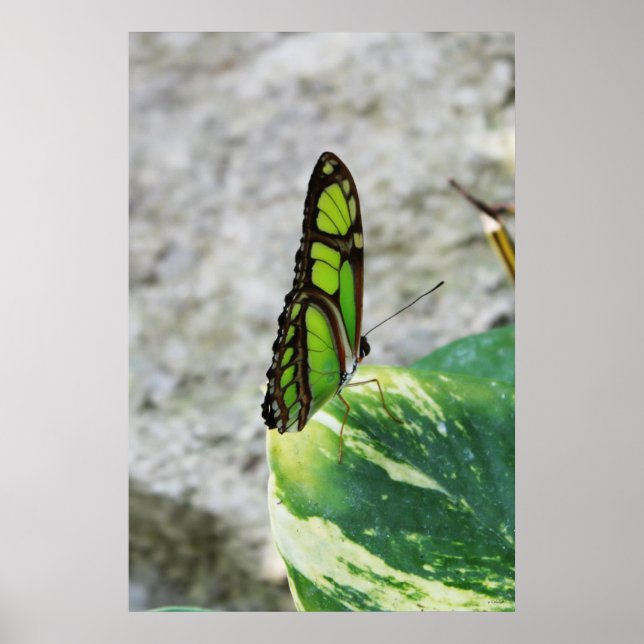 Poster Coloured Glass (Frente)