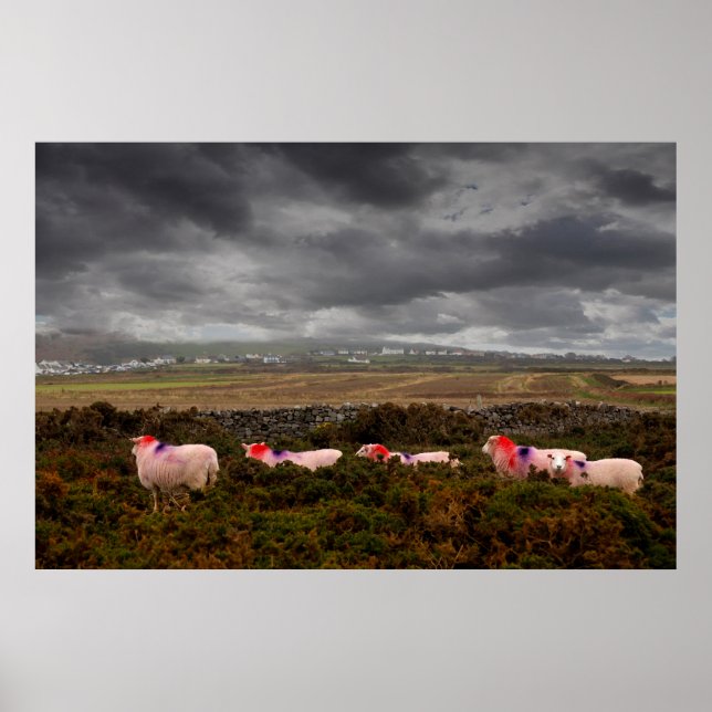 Poster Colourful sheep (Frente)