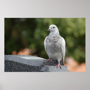 Pôster Columba livia domestica