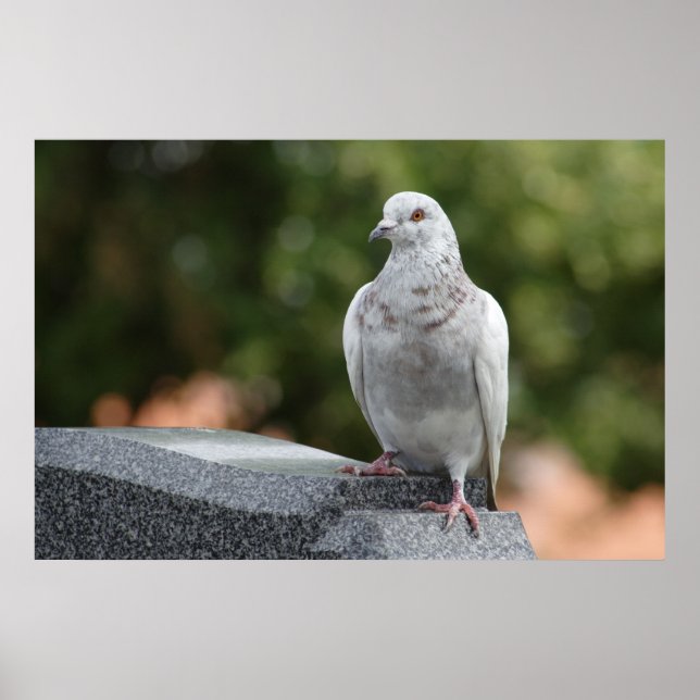 Pôster Columba livia domestica (Frente)