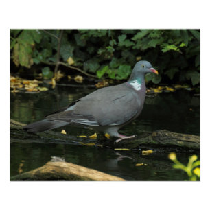 Pôster Columba palumbus