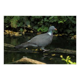 Pôster Columba palumbus