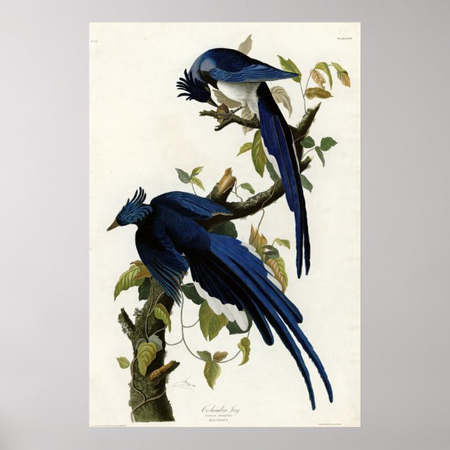 Pôster Columbia Jay Birds of America por James Audubon (Frente)