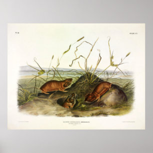 Poster Columbia Pouched-Rat, Norte Pocket Gopher