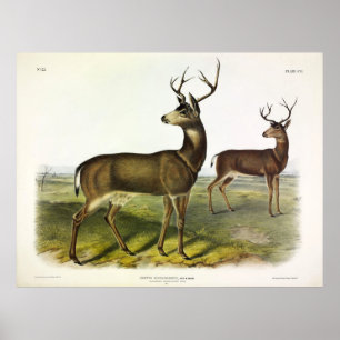 Poster Columbian Black-tail Deer, Blacktail, por Audubon