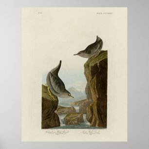 Poster Columbian Water Ouzel, os Pássaros da América de A