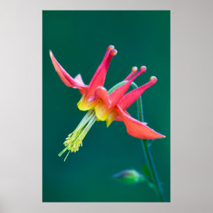 Poster Columbina Vermelha