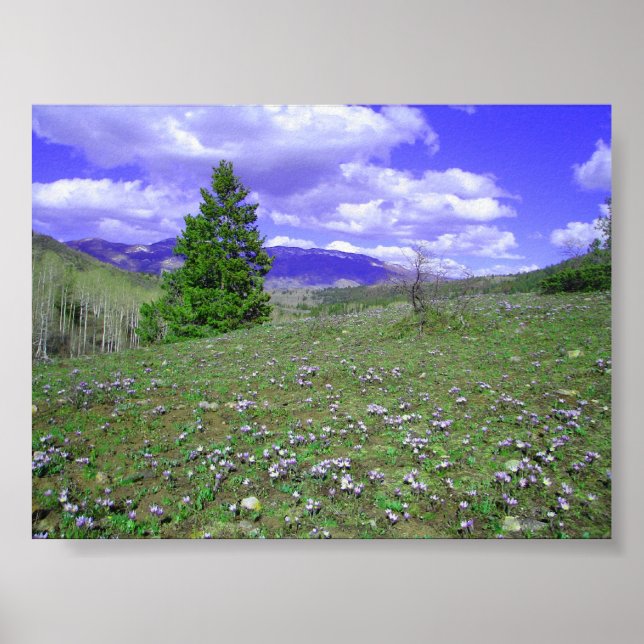 Pôster Columbine Hill (Frente)