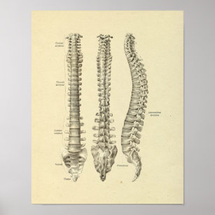 Pôster Coluna vertebral