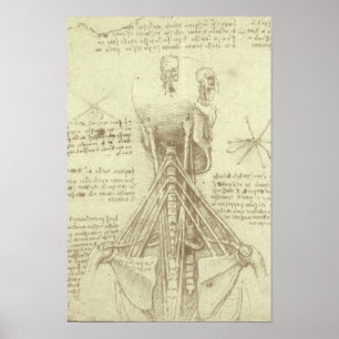 Pôster Coluna da coluna vertebral da anatomia humana por 