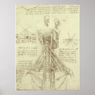 Pôster Coluna da coluna vertebral da anatomia humana por