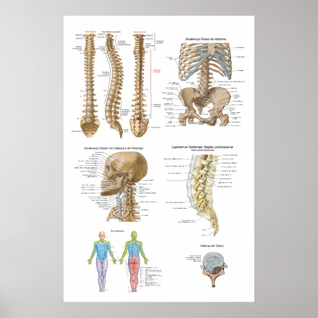 Poster Coluna vertebral, Quiropraxia (Frente)