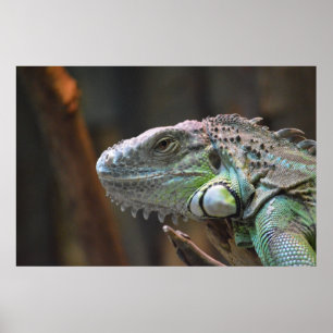 Poster com cabeça do lagarto colorido da iguana