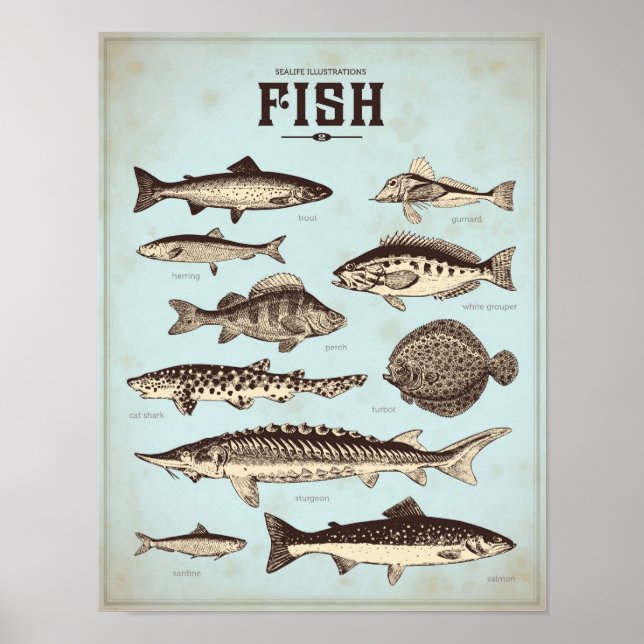 Poster com diferentes tipos de peixes (Frente)