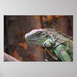 Poster com lagarto Iguana colorido