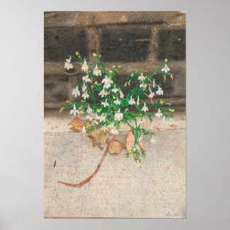 Poster Com Lobelia Black Wall