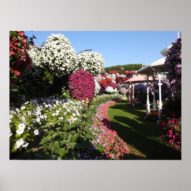 Poster com petúnias coloridas (Frente)