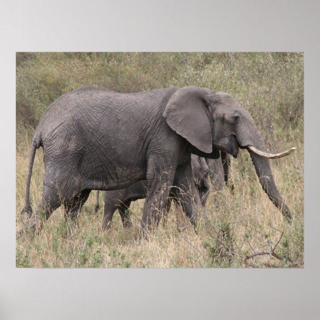 Poster com presa de elefante (Frente)