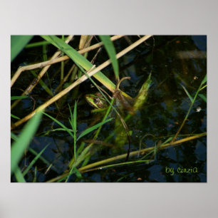 Poster com sapo mimético