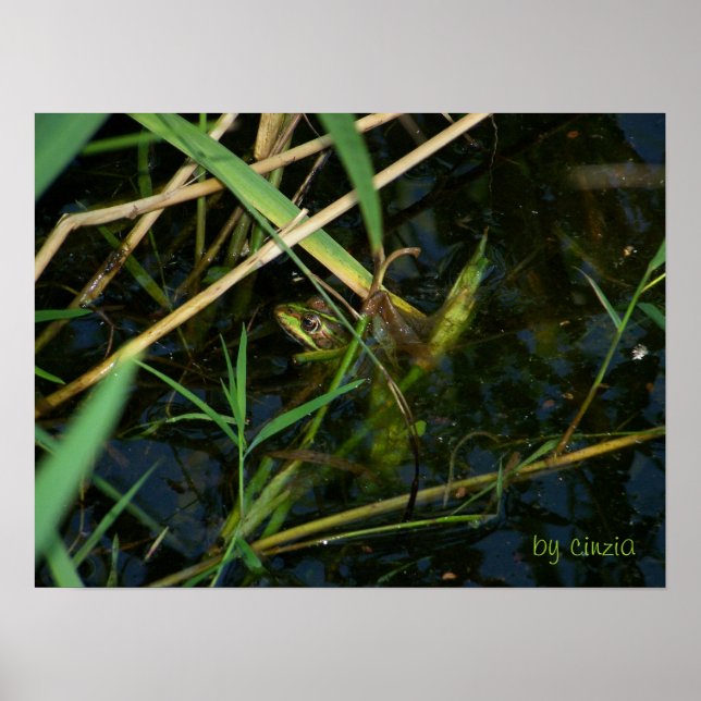 Poster com sapo mimético (Frente)