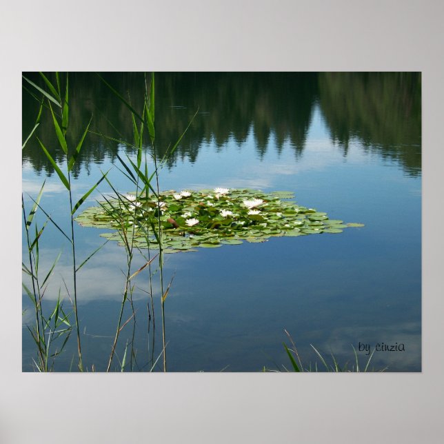 Poster com uma imagem de flores brancas de lótus (Frente)