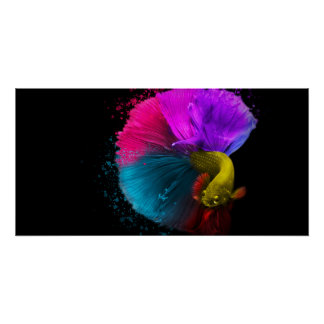 Pôster Combat Fish - Poster