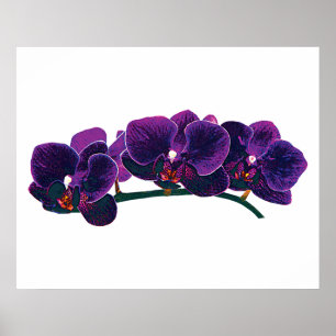 Pôster COMEÇAR SOB $20 - orquídeas roxas do Phalaenopsi