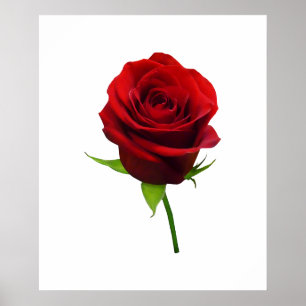 Pôster COMEÇAR SOB $20 - Rosebud vermelho elegante