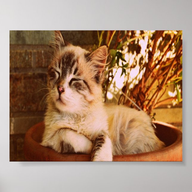 Poster Comfy Sleepy Gatinho (Frente)