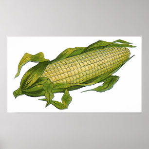 Poster Comida Antiga, Legumes Saudáveis, Milho na Espiga