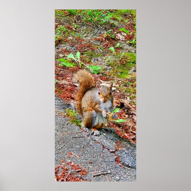 Poster Comida de Comida de Esquilo (Frente)