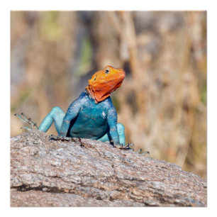 Pôster Common Agama