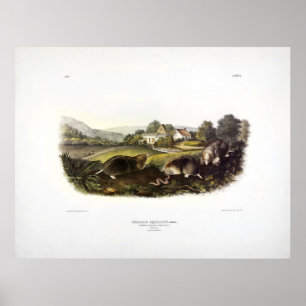 Poster Common American Shrew Mole (buraco oriental) Audub