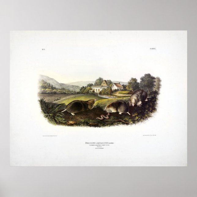 Poster Common American Shrew Mole (East Mole) Audubon (Frente)